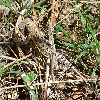 Elegant Earless Lizard