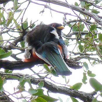 Elegant Trogon