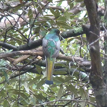 Elegant Trogon