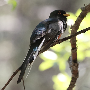 Elegant Trogon