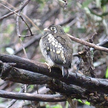 Elegant Trogon fledgling