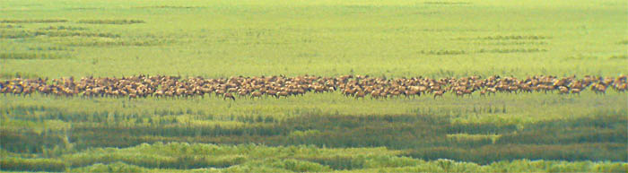 Elk