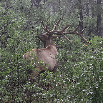 Elk