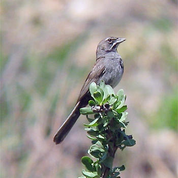 Five-striped Sparrow