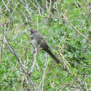 Five-striped Sparrow