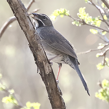 Five-striped Sparrow