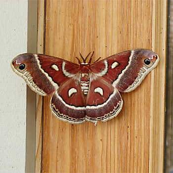 Glover's Silk Moth