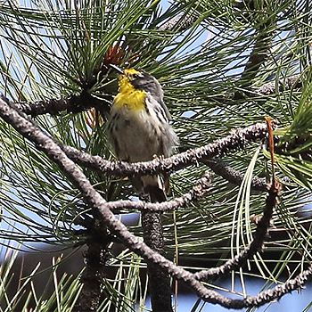 Grace's Warbler