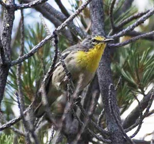 Grace's Warbler