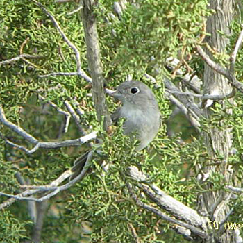 Grey Vireo