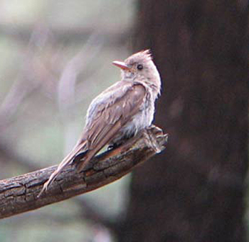 Greater Pewee
