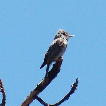 Greater Pewee