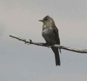 Greater Pewee