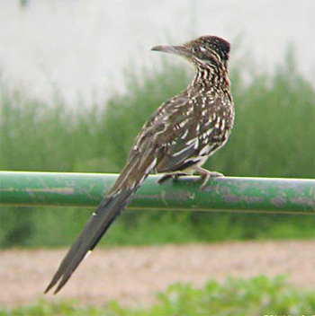 Greater Roadrunner