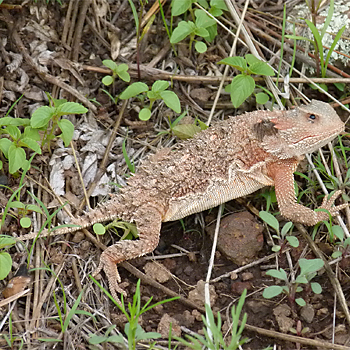 Greater Short-horned Lizard