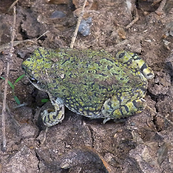 Green Toad
