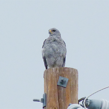 Grey Hawk