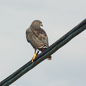 Grey Hawk