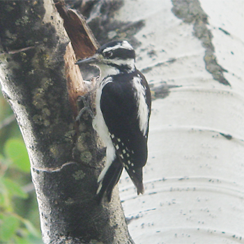 Hairy Woodpecker