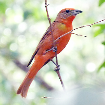 Hepatic Tanager