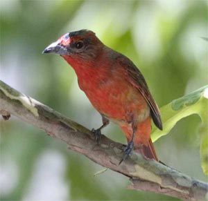 Hepatic Tanager
