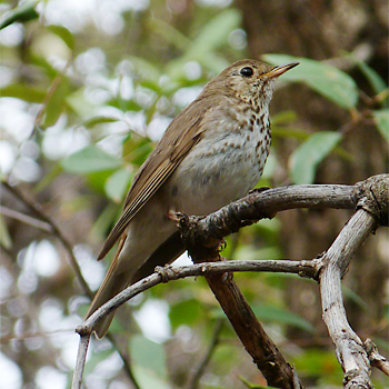 Hermit Thrush