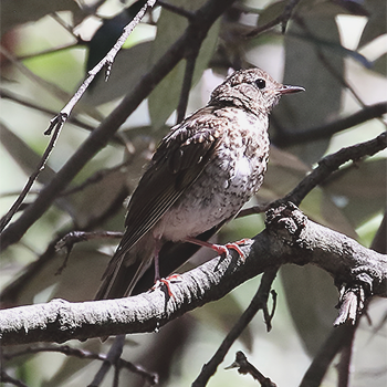 Hermit Thrush