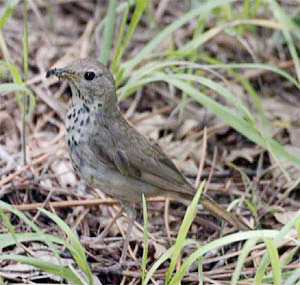 Hermit Thrush