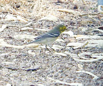 Hermit Warbler