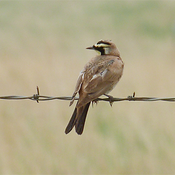 Horned Lark
