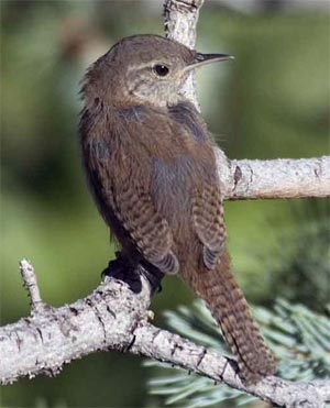 House Wren