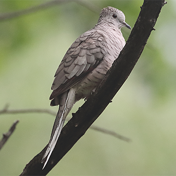 Inca Dove
