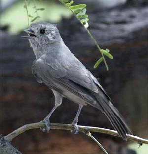 Juniper Titmouse