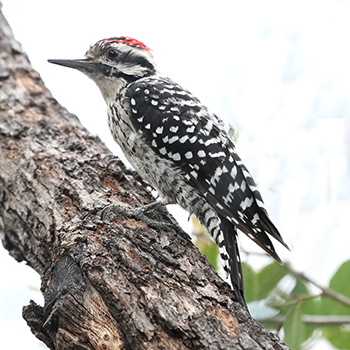 Ladder-backed Woodpecker