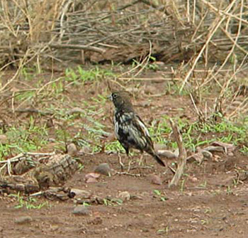 Lark Bunting