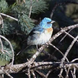 Lazuli Bunting