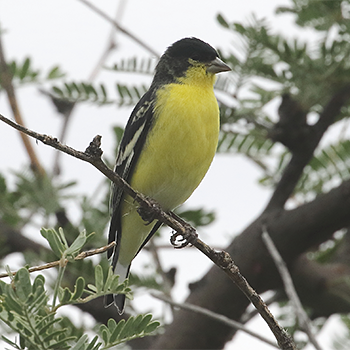 Lesser Goldfinch