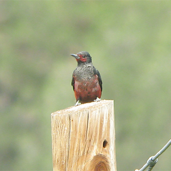 Lewis's Woodpecker