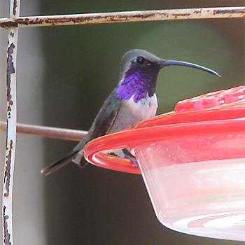 Lucifer Hummingbird