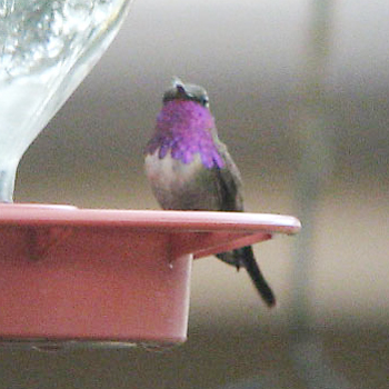 Lucifer Hummingbird