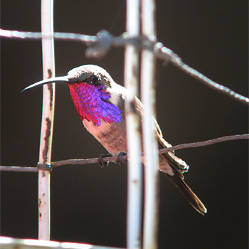 Lucifer Hummingbird