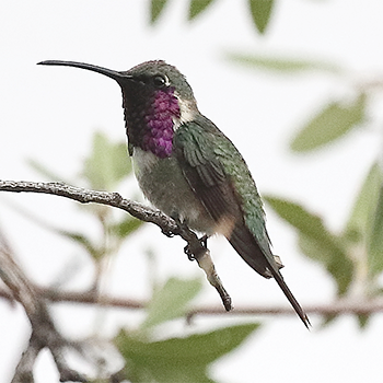 Lucifer Hummingbird