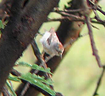 Lucy's Warbler
