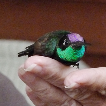 Rivoli's Hummingbird