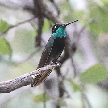 Rivoli's Hummingbird