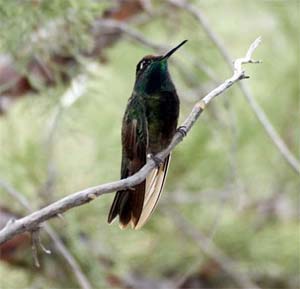 Rivoli's Hummingbird
