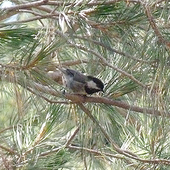 Mexican Chickadee