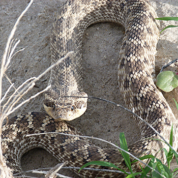 Mexican Hognose