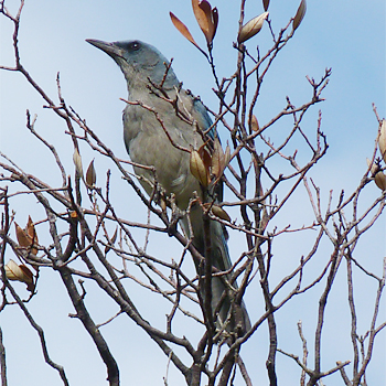 Mexican Jay