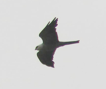 Mississippi Kite
